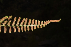 Dryopteris cochleata