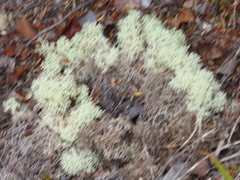 Cladonia confusa