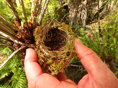 Zosterops lateralis lateralis