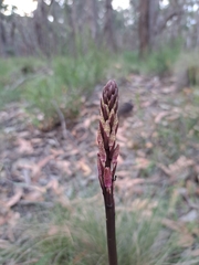 Dipodium roseum