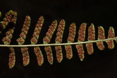 Dryopteris cochleata