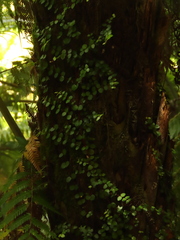 Metrosideros fulgens