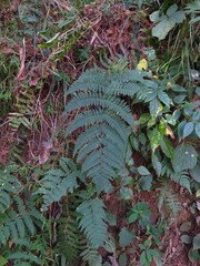 Dryopteris cochleata