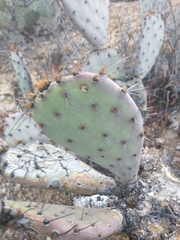 Opuntia macrocentra