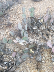 Opuntia macrocentra