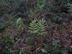 Pteris linearis