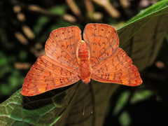 Emesis mandana