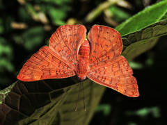 Emesis mandana