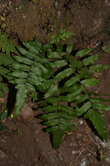 Diplazium esculentum