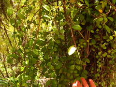 Metrosideros robusta