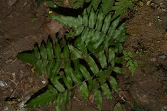 Diplazium esculentum