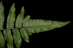 Diplazium esculentum