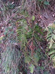 Dryopteris cochleata