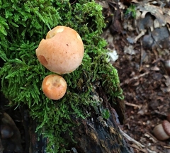 Hypholoma lateritium