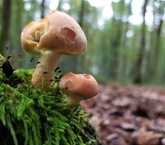 Hypholoma lateritium