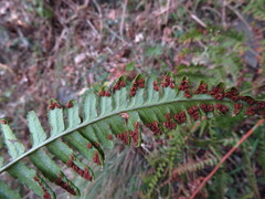 Dryopteris cochleata