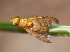 Chaetorellia conjuncta