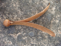 Anisoptera costata