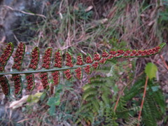 Dryopteris cochleata