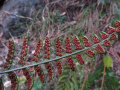 Dryopteris cochleata