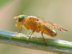 Chaetorellia conjuncta