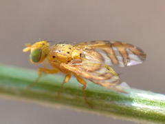 Chaetorellia conjuncta
