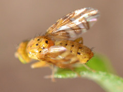 Chaetorellia conjuncta