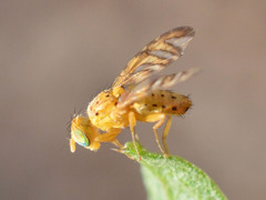 Chaetorellia conjuncta