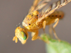 Chaetorellia conjuncta