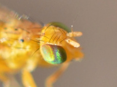Chaetorellia conjuncta