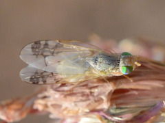 Acanthiophilus helianthi