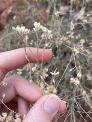 Gutierrezia sarothrae