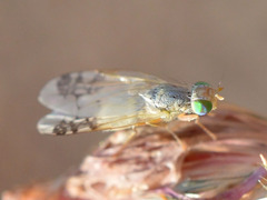 Acanthiophilus helianthi