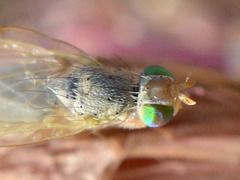 Acanthiophilus helianthi