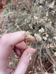 Gutierrezia sarothrae