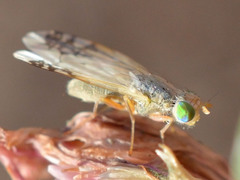 Acanthiophilus helianthi