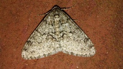 Phigalia denticulata