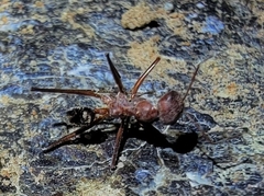 Cataglyphis nodus
