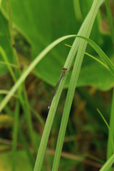 Coenagrion johanssoni