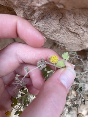 Perityle tenella