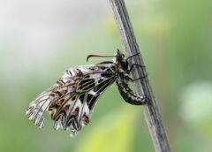 Zerynthia polyxena