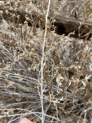 Brickellia longifolia