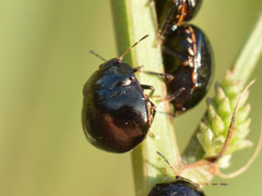 Coptosoma scutellatum