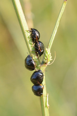 Coptosoma scutellatum