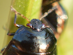 Coptosoma scutellatum