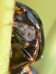 Coptosoma scutellatum