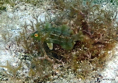 Doratonotus megalepis
