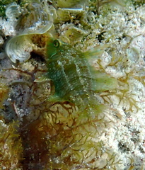 Doratonotus megalepis