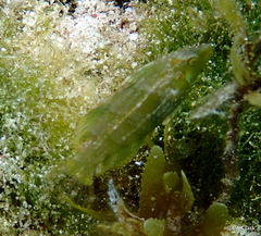 Doratonotus megalepis