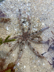 Coscinasterias